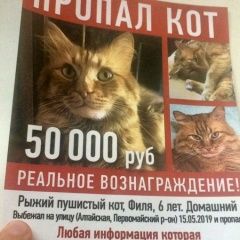 Фото: пропала кошка «Пропала кошка Ростов-на-Дону» в г. Ростов-на-Дону